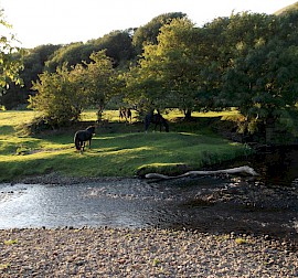 Water Features and Woodland